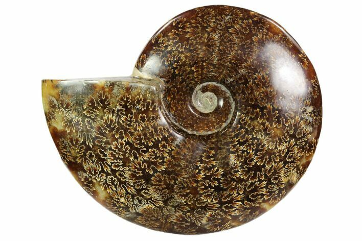 Polished, Agatized Ammonite (Cleoniceras) - Madagascar #102611